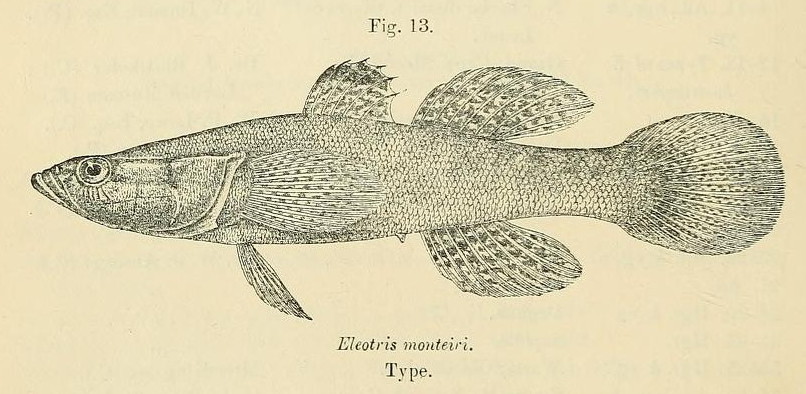 Eleotris vittata (Eleotris vittata) |commons:File:Eleotris vittata.jpg