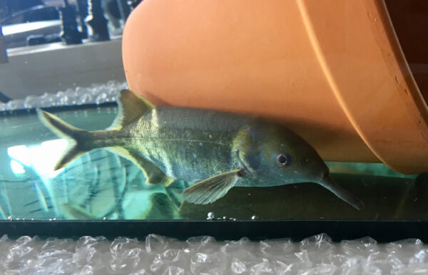 Elephant Nose Fish (Gnathonemus petersii) |commons:File:Elefantenrüsselfisch (Gnathonemus petersii).jpg