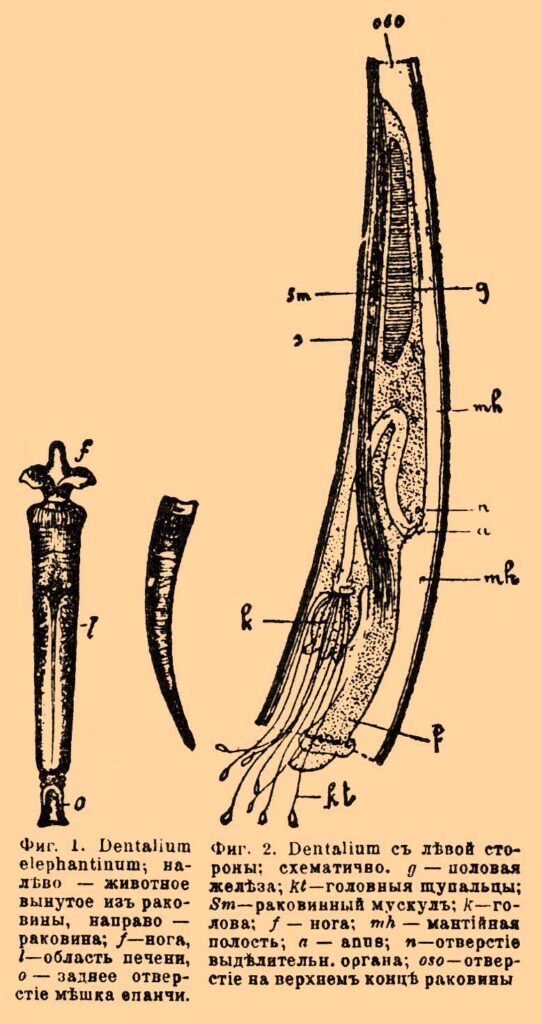 elephant's tusk Dentalium elephantinum