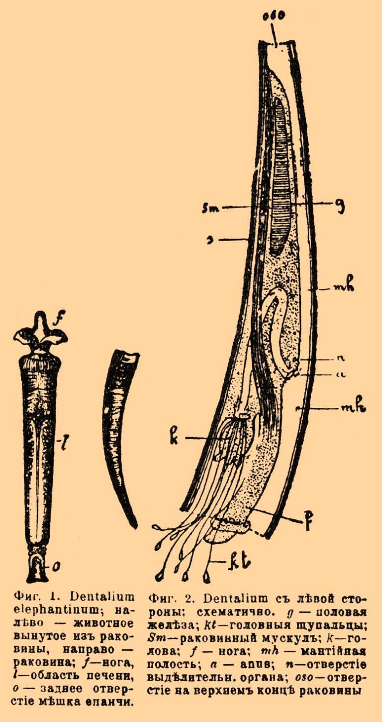 elephant's tusk Dentalium elephantinum