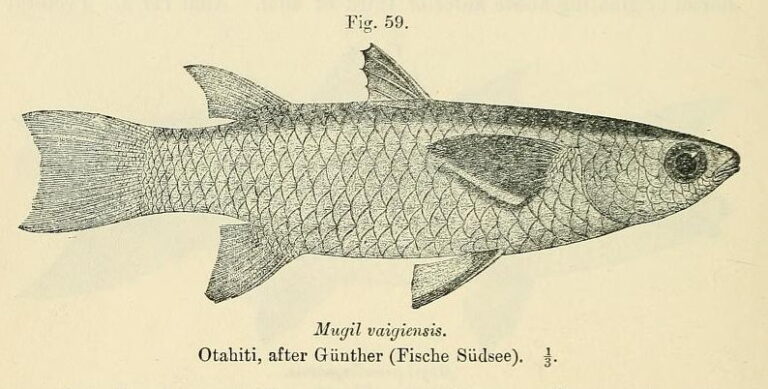 Ellochelon vaigiensis (Ellochelon vaigiensis) |commons:File:Ellochelon vaigiensis.jpg