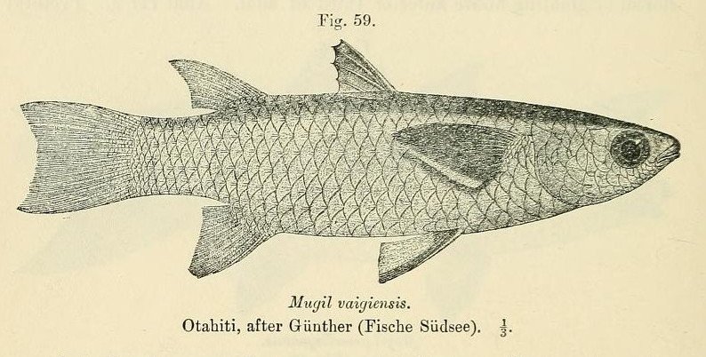 Ellochelon vaigiensis (Ellochelon vaigiensis) |commons:File:Ellochelon vaigiensis.jpg