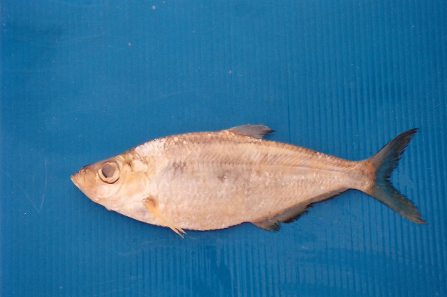 elongate ilisha (Ilisha elongata) |commons:File:Ilisha elongata.jpg