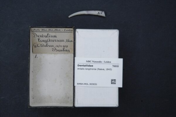 elongate tusk Antalis longitrorsa