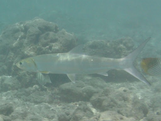 Elops hawaiensis (Elops hawaiensis) |commons:File:Elops hawaiensis.jpg