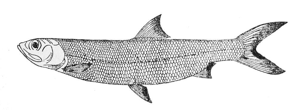 Elops lacerta (Elops lacerta) |commons:File:Elops lacerta.jpg