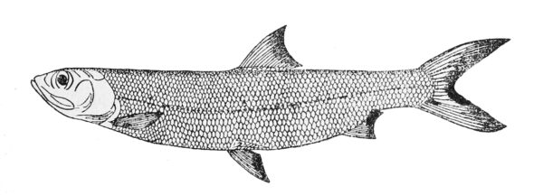 Elops lacerta (Elops lacerta) |commons:File:Elops lacerta.jpg