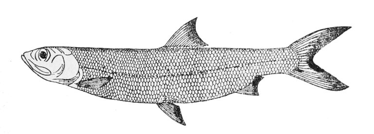 Elops lacerta (Elops lacerta) |commons:File:Elops lacerta.jpg