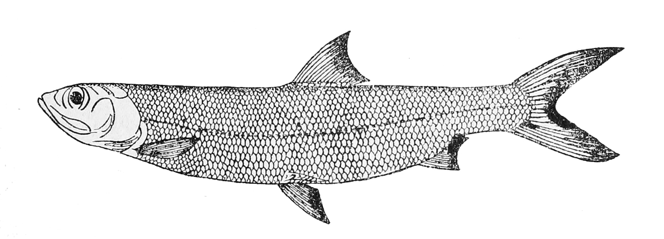 Elops lacerta (Elops lacerta) |commons:File:Elops lacerta.jpg