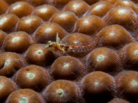 Emblemariopsis carib (Emblemariopsis carib) |commons:File:Emblemariopsis carib (Caribbean Flagfin Blenny).jpg