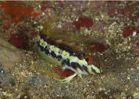 Emblemariopsis signifer (Emblemariopsis signifer) |commons:File:Emblemariopsis signifer.png
