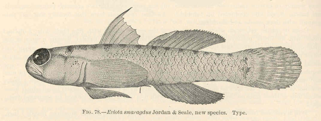 emerald dwarfgoby (Eviota smaragdus) |commons:File:FMIB 39709 Eviota smaragdus Jordan & Seale, new species Type.jpeg