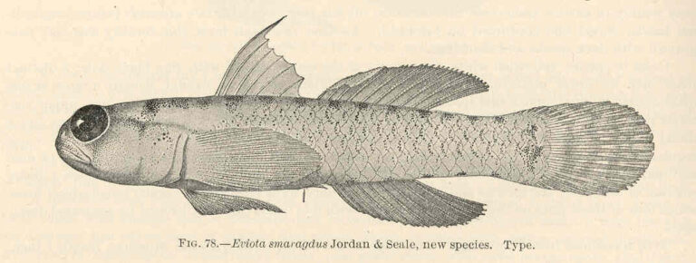 emerald dwarfgoby (Eviota smaragdus) |commons:File:FMIB 39709 Eviota smaragdus Jordan & Seale, new species Type.jpeg