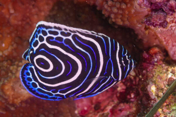 Emperor Angel (Pomacanthus imperator) |commons:File:Pez ángel emperador (Pomacanthus imperator), islas Ad Dimaniyat, Omán, 2024-08-14, DD 47.jpg