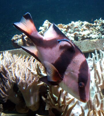 Emperor Red Snapper (Lutjanus sebae) |commons:File:Lutjanus sebae.jpg