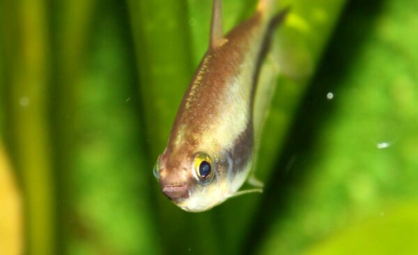 Emperor Tetra (Nematobrycon palmeri) |commons:File:14.Nematobrycon palmeri.JPG