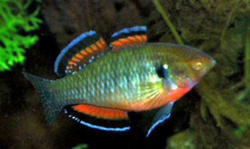 Empire Gudgeon (Hypseleotris compressa) |commons:File:Hypseleotris compressa.jpg