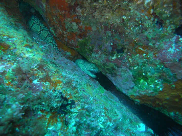 Enchelycore ramosa (Enchelycore ramosa) |commons:File:Enchelycore ramosa 7408007.jpg