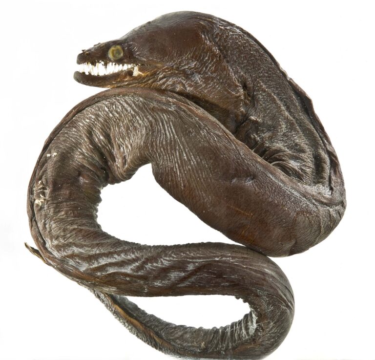 Enchelynassa canina (Enchelynassa canina) |commons:File:Enchelynassa canina SI.jpg