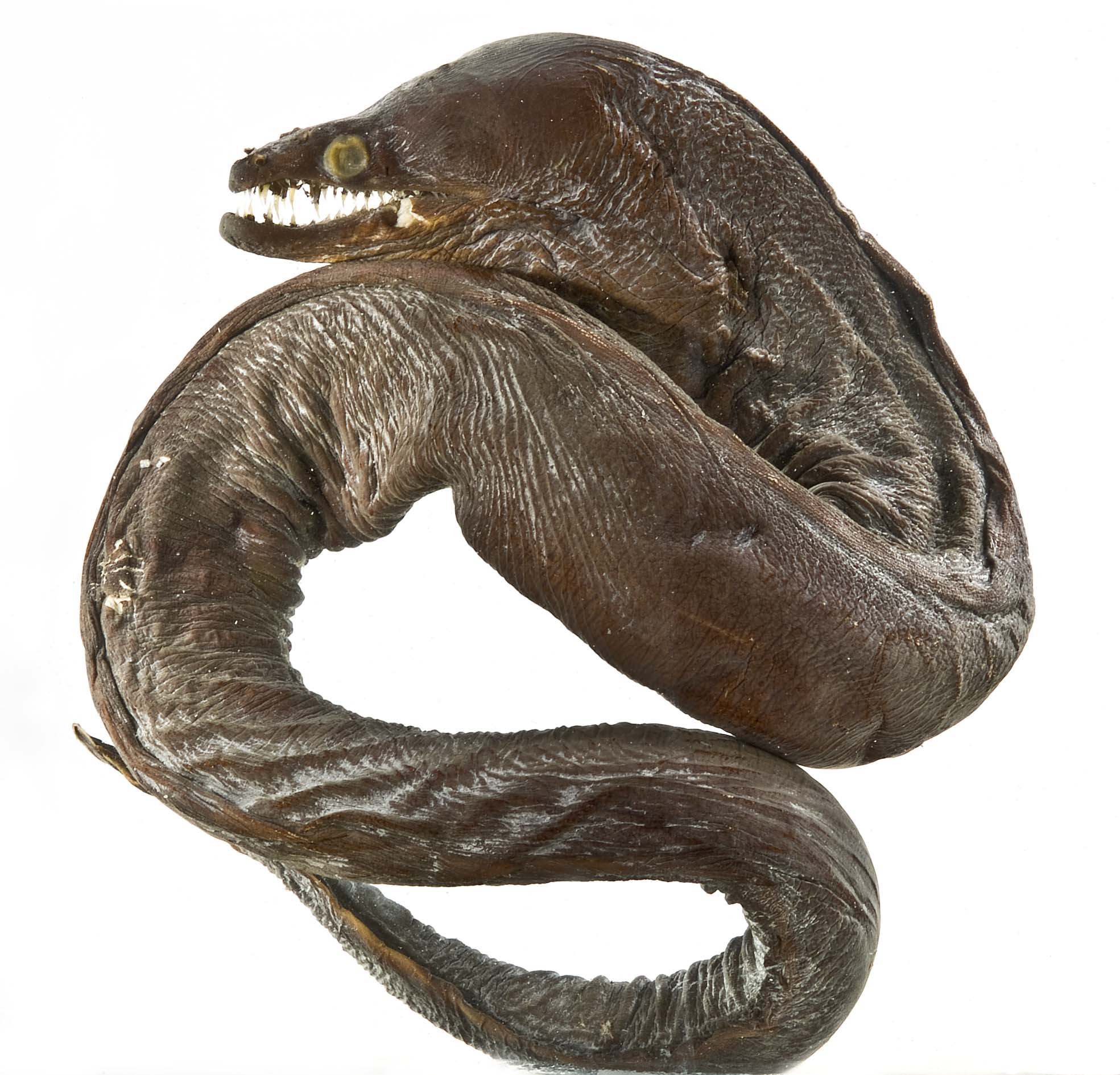 Enchelynassa canina (Enchelynassa canina) |commons:File:Enchelynassa canina SI.jpg
