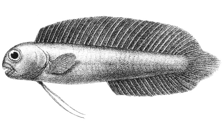 Enchelyurus ater (Enchelyurus ater) |commons:File:Enchelyurus ater.jpg