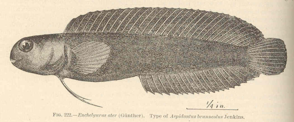 Enchelyurus brunneolus (Enchelyurus brunneolus) |commons:File:FMIB 42583 Enchelyurus ater (Gunther) Type of Aspidontus brunneatus Jenkins.jpg