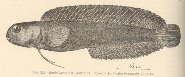 Enchelyurus brunneolus (Enchelyurus brunneolus) |commons:File:FMIB 42583 Enchelyurus ater (Gunther) Type of Aspidontus brunneatus Jenkins.jpg