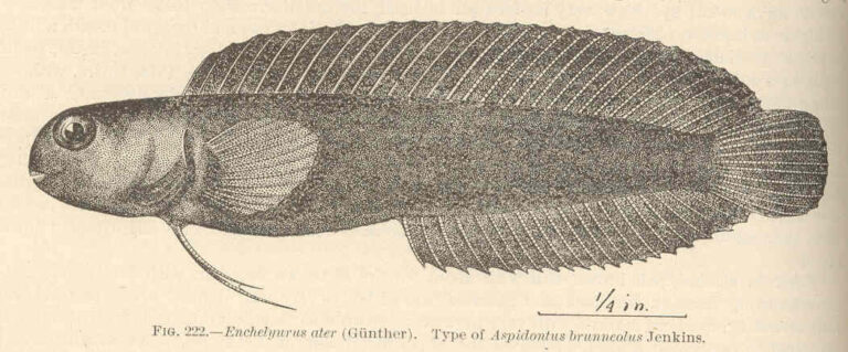 Enchelyurus brunneolus (Enchelyurus brunneolus) |commons:File:FMIB 42583 Enchelyurus ater (Gunther) Type of Aspidontus brunneatus Jenkins.jpg