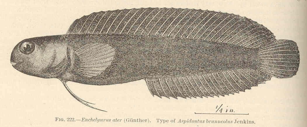 Enchelyurus brunneolus (Enchelyurus brunneolus) |commons:File:FMIB 42583 Enchelyurus ater (Gunther) Type of Aspidontus brunneatus Jenkins.jpg