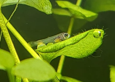 Endler (Poecilia wingei) |commons:File:30 hours old Poecilia wingei.jpg