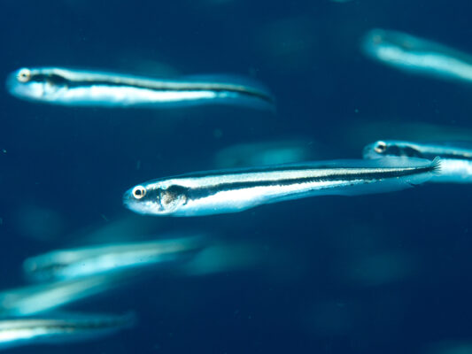 Engineer Goby (Pholidichthys leucotaenia) |commons:File:Convict blenny (Pholidichthys leucotaenia) (49258198917).jpg