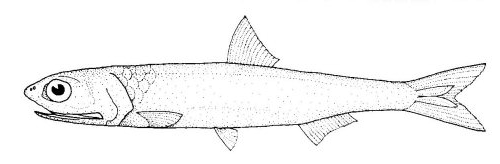 Engraulis australis (Engraulis australis) |commons:File:Engraulis australis (Australian Anchovy).gif