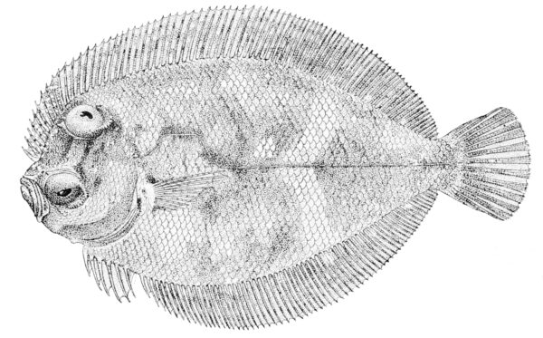 Engyprosopon xenandrus (Engyprosopon xenandrus) |commons:File:Engyprosopon xenandrus.jpg