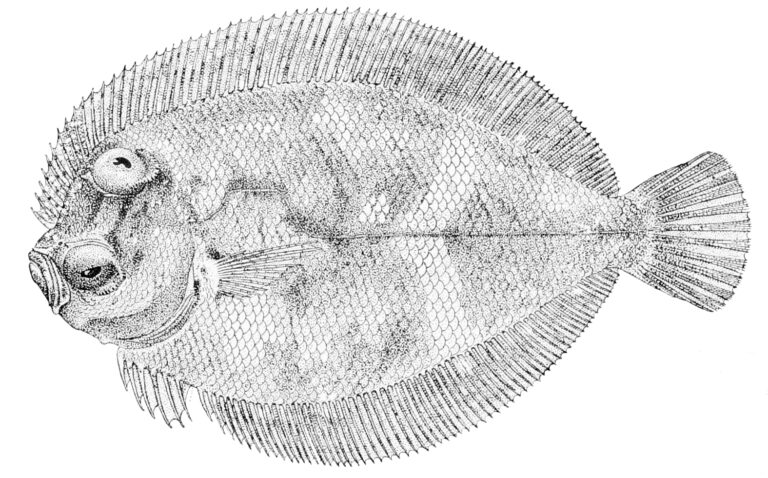Engyprosopon xenandrus (Engyprosopon xenandrus) |commons:File:Engyprosopon xenandrus.jpg
