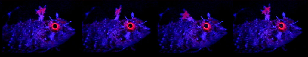 Enneapterygius destai (Enneapterygius destai) |commons:File:Red fluorescence in Enneapterygius destai - 12898 2008 104 MOESM11 ESM (cropped).jpg