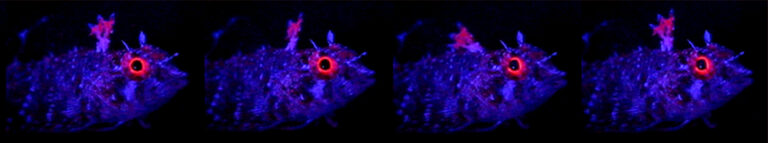 Enneapterygius destai (Enneapterygius destai) |commons:File:Red fluorescence in Enneapterygius destai - 12898 2008 104 MOESM11 ESM (cropped).jpg
