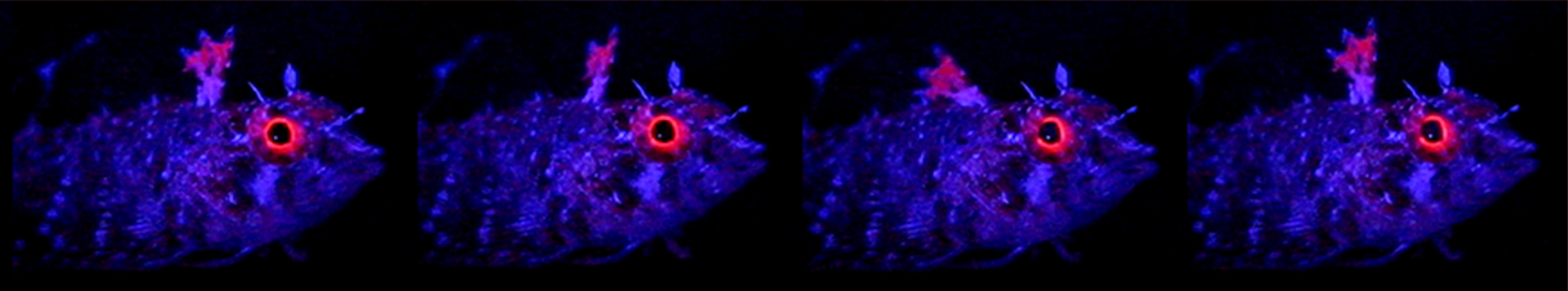 Enneapterygius destai (Enneapterygius destai) |commons:File:Red fluorescence in Enneapterygius destai - 12898 2008 104 MOESM11 ESM (cropped).jpg