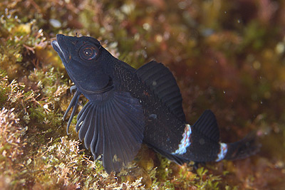 Enneapterygius etheostoma (Enneapterygius etheostoma) |commons:File:Enneapterygius etheostomus.jpg