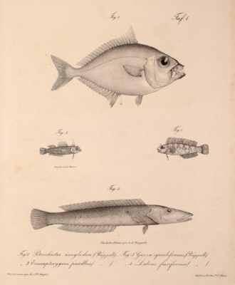 Enneapterygius minutus (Enneapterygius minutus) |commons:File:Neue Wirbelthiere zu der Fauna von Abyssinien gehörig (1835) Gazza minuta +Petroscirtes ancylodon + Enneapterygius pusillus & Cheilio inermis.png
