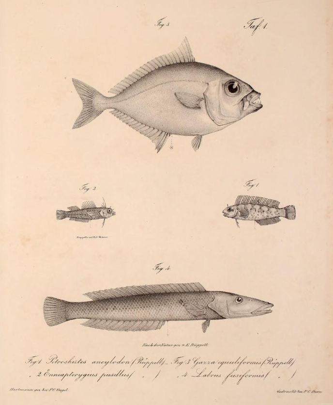 Enneapterygius minutus (Enneapterygius minutus) |commons:File:Neue Wirbelthiere zu der Fauna von Abyssinien gehörig (1835) Gazza minuta +Petroscirtes ancylodon + Enneapterygius pusillus & Cheilio inermis.png