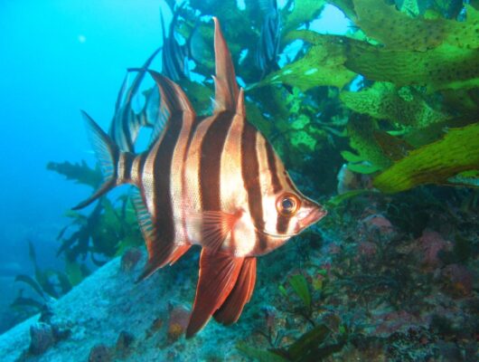 Enoplosus armatus (Enoplosus armatus) |commons:File:Enoplosus armatus.jpg