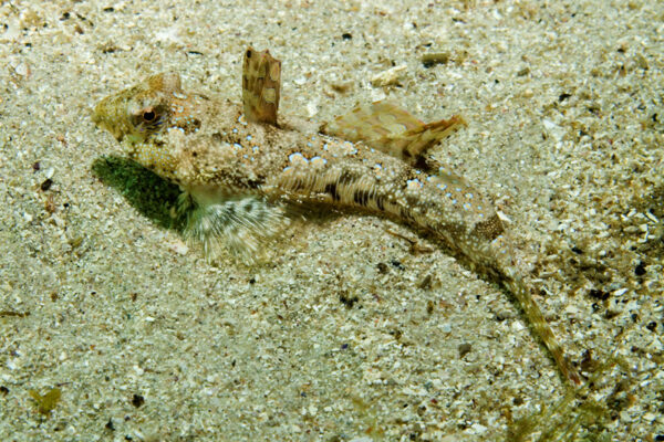 Eocallionymus papilio (Eocallionymus papilio) |commons:File:Painted Stinkfish (Eocallionymus papilio) in Summer Cloud Bay, New South Wales.jpg