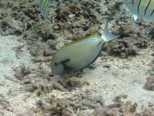 Epaulette Surgeonfish (Acanthurus nigricauda) |commons:File:Acanthurus nigricauda, livrée claire.jpg
