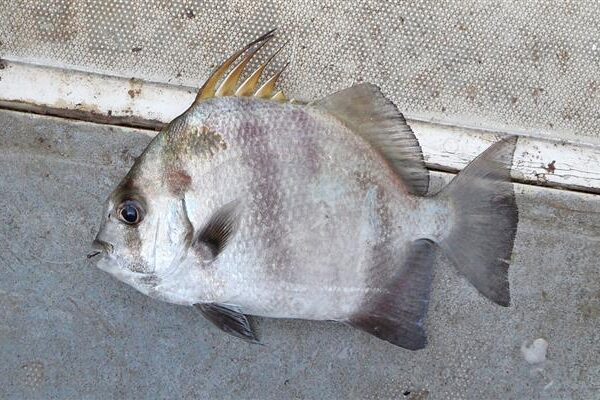 Ephippus goreensis (Ephippus goreensis) |commons:File:Ephippus goreensis.jpg