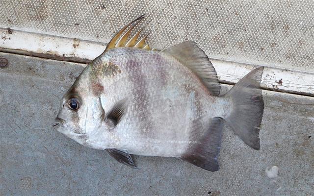 Ephippus goreensis (Ephippus goreensis) |commons:File:Ephippus goreensis.jpg