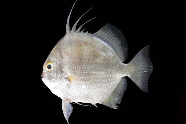 Ephippus orbis (Ephippus orbis) |commons:File:Ephippus orbis.png