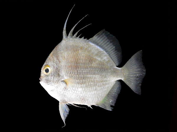 Ephippus orbis (Ephippus orbis) |commons:File:Ephippus orbis.png