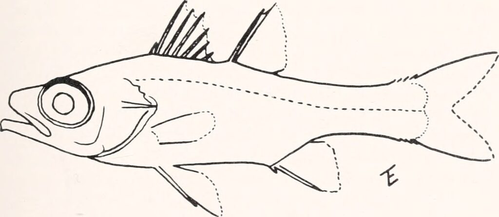 Epigonus constanciae (Epigonus constanciae) |commons:File:Epigonus constanciae - Image from page 160 of "Breviora" (1976-1980).jpg