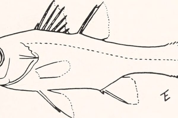 Epigonus constanciae (Epigonus constanciae) |commons:File:Epigonus constanciae - Image from page 160 of "Breviora" (1976-1980).jpg