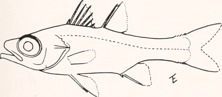 Epigonus constanciae (Epigonus constanciae) |commons:File:Epigonus constanciae - Image from page 160 of "Breviora" (1976-1980).jpg